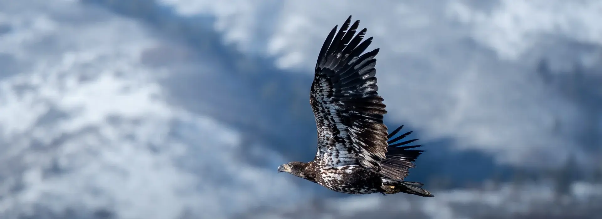 Photo of a bird in flight with snowy mountains in the background.